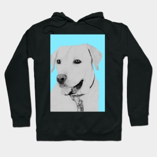 Golden Retriever in Blue Hoodie